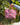 The Buddy - Lunch Bag - Sweet Pea