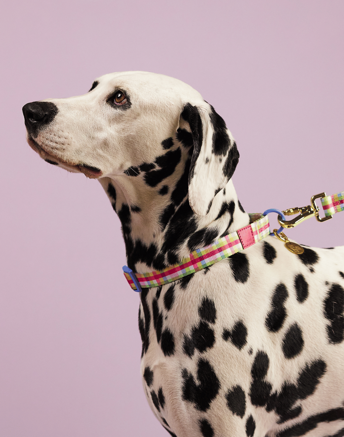Cherry Jam Pet Collar