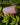 The Beauty - Cosmetic Bag - Carnivale